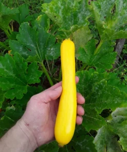 Glabrous Goodness Open-pollinated Zucchini Seeds