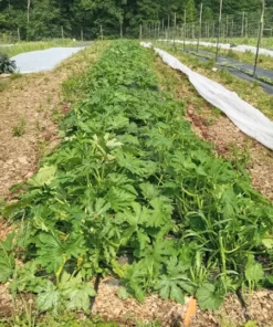 Glabrous Goodness Open-pollinated Zucchini Seeds