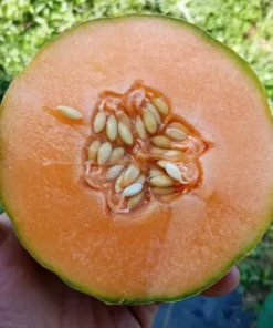 Golden Gopher Melon Seeds Open-pollinated (Cucumis melo) Muskmelon