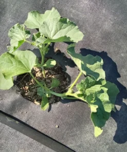 Golden Gopher Melon Seeds Open-pollinated (Cucumis melo) Muskmelon