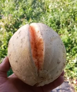 Golden Gopher Melon Seeds Open-pollinated (Cucumis melo) Muskmelon