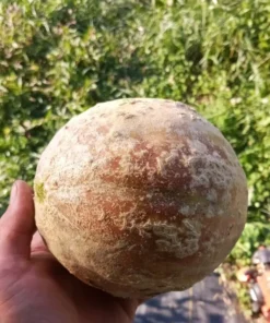 Golden Gopher Melon Seeds Open-pollinated (Cucumis melo) Muskmelon