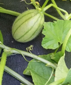 Golden Gopher Melon Seeds Open-pollinated (Cucumis melo) Muskmelon