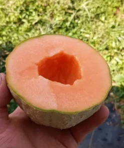 Golden Gopher Melon Seeds Open-pollinated (Cucumis melo) Muskmelon
