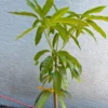 Grafted Kathy K3 Mango Tree - Kryptonite Mango, 3 Gallon Pot, Florida Grown, Free Shipping