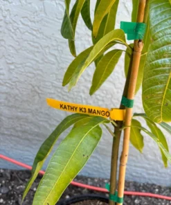 Grafted Kathy K3 Mango Tree - Kryptonite Mango, 3 Gallon Pot, Florida Grown, Free Shipping