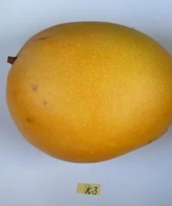 Grafted Kathy K3 Mango Tree - Kryptonite Mango, 3 Gallon Pot, Florida Grown, Free Shipping