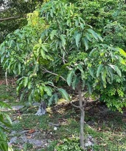 Grafted Kathy K3 Mango Tree - Kryptonite Mango, 3 Gallon Pot, Florida Grown, Free Shipping