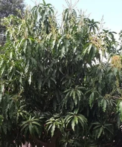 Grafted Kathy K3 Mango Tree - Kryptonite Mango, 3 Gallon Pot, Florida Grown, Free Shipping
