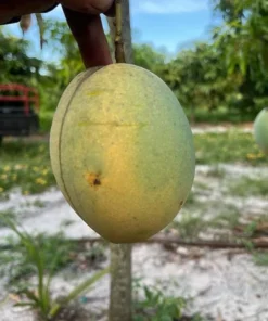 Grafted Kathy K3 Mango Tree - Kryptonite Mango, 3 Gallon Pot, Florida Grown, Free Shipping