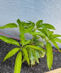 Grafted Kathy K3 Mango Tree - Kryptonite Mango, 3 Gallon Pot, Florida Grown, Free Shipping