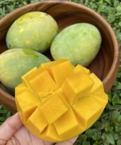 Grafted Kathy K3 Mango Tree - Kryptonite Mango, 3 Gallon Pot, Florida Grown, Free Shipping