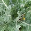 Hen Peck Heirloom Collards (1 g Seeds)