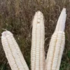 Hickory King Heirloom Dent Corn (75 seeds)
