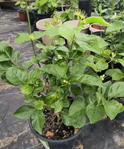 Maid of Orleans Sambac Jasmine – Live 14-16 Inch Arabic Jasmine Bush in Half-Gal Pot