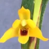 Maxillaria tenuifolia 'Yamada' AM/AOS. Yellow Coconut Orchid. Rooted Plant Shipped in 2.5" Pot