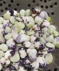 Minnie Butterbean (Phaseolus lunatus) Heirloom Pole Lima (30 Seeds)