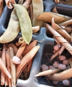 Minnie Butterbean (Phaseolus lunatus) Heirloom Pole Lima (30 Seeds)