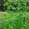 Non-tough Half-runner Bean (30 Seeds)