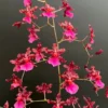 Oncidium Sharry Baby 'Red Fantasy' Orchid - Fragrant Red Blooms, 2.5" Pot, Chocolate Scent