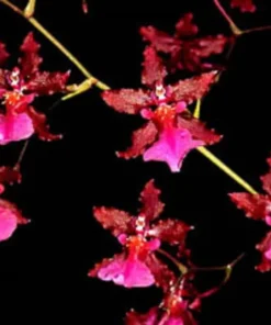 Oncidium Sharry Baby 'Red Fantasy' Orchid - Fragrant Red Blooms, 2.5