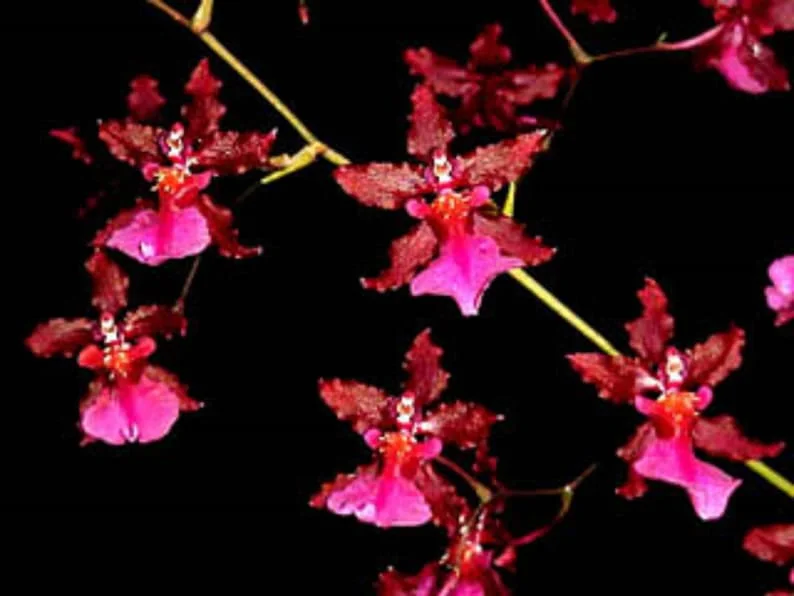 Oncidium Sharry Baby 'Red Fantasy' Orchid - Fragrant Red Blooms, 2.5" Pot, Chocolate Scent