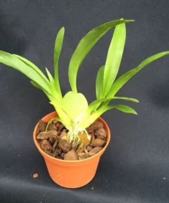 Oncidium Twinkle 'Fantasy' Miniature Orchid, Shipped in 2.5