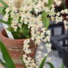 Oncidium Twinkle ‘Fantasy’ Miniature Orchid, Shipped in 2.5″ Pot