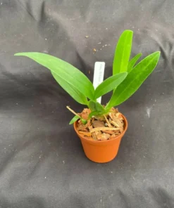 Oncostele Wildcat 'Bobcat' Oncidium Type Orchid Plant, Shipped in 2.5