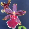Oncostele Wildcat 'Bobcat' Oncidium Type Orchid Plant, Shipped in 2.5" Pot.