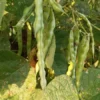 Pine Mountain Greasy Bean Heirloom Seeds