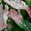 Pink Splash Caladium Bulbs - Translucent Pink with Green Edges