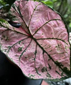 Pink Splash Caladium Bulbs - Translucent Pink with Green Edges
