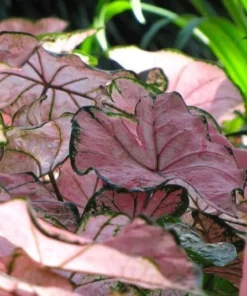 Pink Splash Caladium Bulbs - Translucent Pink with Green Edges
