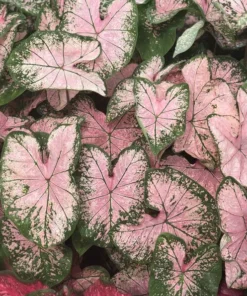 Pink Splash Caladium Bulbs - Translucent Pink with Green Edges