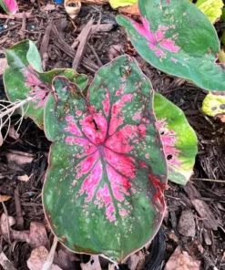Pink Splash Caladium Bulbs - Translucent Pink with Green Edges