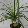 Pony Tail Palm Tree Indoor Decor Plant 12-16 Inches Easy Care Low Maintenance