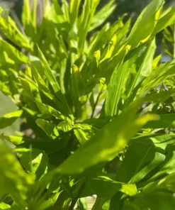 Premium 2 Zingiber Zerumbet Shampoo Ginger Roots for Crafting & Decorations