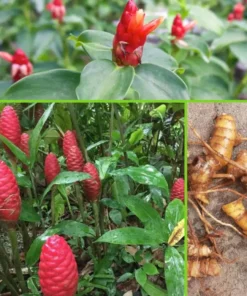 Premium 2 Zingiber Zerumbet Shampoo Ginger Roots for Crafting & Decorations