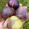 Purple Mountain Landrace Tomatillo (Physalis philadelphica) (50 Seeds)