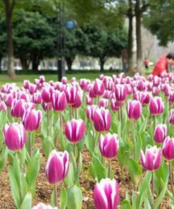 Rare Beautiful 50 Seeds Tulip Flower Seeds Perennial Potted Plants Flowers Seeds, It Seed Not The Bulb