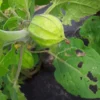 Schönbrunner Gold Groundcherry Cape Gooseberry (Physalis peruviana) (100 Seeds)