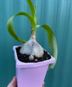 Sea Onion Pregnant Onion Albuca Bracteata Low Water Succulent Plant in Quart Pot