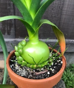 Sea Onion Pregnant Onion Albuca Bracteata Low Water Succulent Plant in Quart Pot