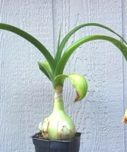 Sea Onion Pregnant Onion Albuca Bracteata Low Water Succulent Plant in Quart Pot