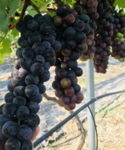 Summer Royal Seedless Black Grape Vine Plant Black Grape Vine Plant Live Seedless Black Grape Vine Plant in 2.5 Inch Pot Grape Fruit Tree for Planting