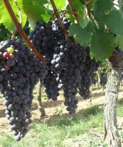 Summer Royal Seedless Black Grape Vine Plant Black Grape Vine Plant Live Seedless Black Grape Vine Plant in 2.5 Inch Pot Grape Fruit Tree for Planting