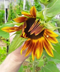 Sunflower 'Cinnabar Compact' Open-pollinated