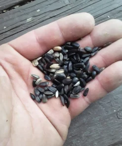 Sunflower 'Cinnabar Compact' Open-pollinated