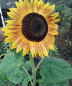 Sunflower 'Cinnabar Compact' Open-pollinated